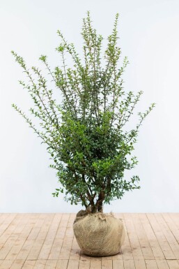 Osmanthus × burkwoodii Doftbusksläktet häck 125-150 rotboll