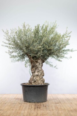 Olivenbaum Olea Europea Bonsai 100-120 200-225 Topf