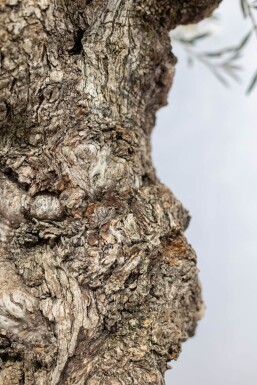 Olea europaea Olivträd bonsai 200-225 i kruka 100-120