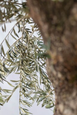 Olijfboom Olea Europea Bonsai Stamomtrek 100-120 Hoogte 200-225 Pot