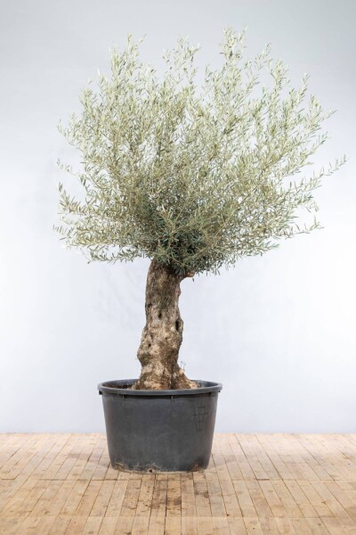 Olijfboom / Olea Europaea bonsai