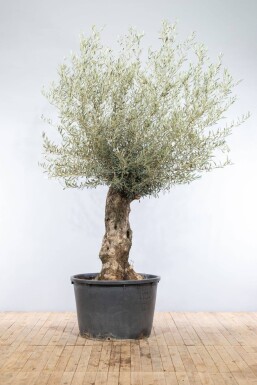 Olijfboom Olea Europea Bonsai Stamomtrek 40-60 Hoogte 175-200 Pot