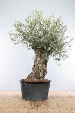 Olijfboom Olea Europea Bonsai Stamomtrek 80-100 Hoogte 200-225 Pot