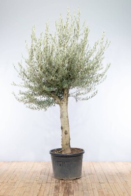 Oliven Olea europaea knudret 200-225 potte 40-50