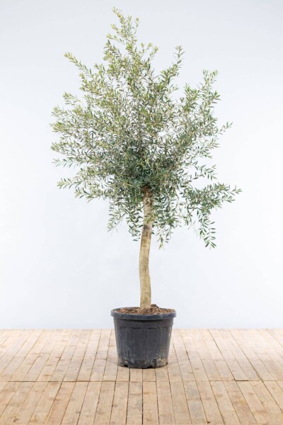 Olivenbaum / Olea Europaea auf Stamm