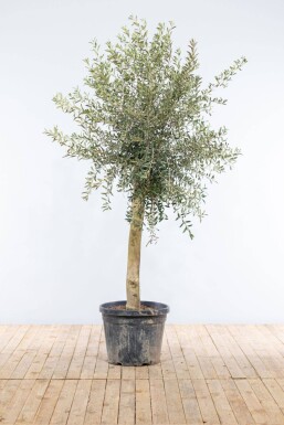 Olijfboom / Olea Europaea op stam