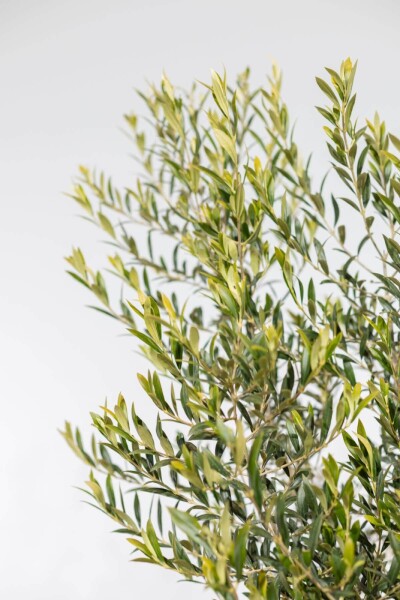 Olijfboom / Olea Europaea op stam