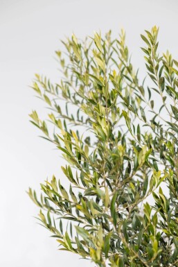 Olea europaea Olivträd på stam 125-150 i kruka 8-10