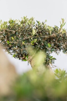 Olea europaea Olivträd pom pom 175-200 i kruka 20-30