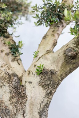 Olea europaea Olivträd pom pom 175-200 i kruka 20-30