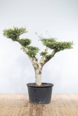 Olea europaea Olivträd pom pom 175-200 i kruka 40-50