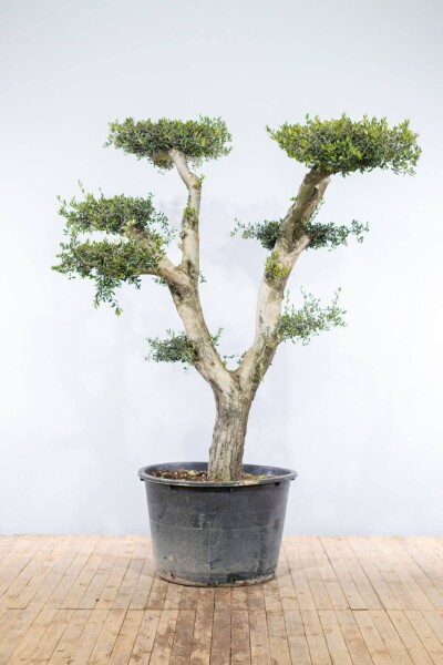 Olijfboom / Olea Europaea ponpon