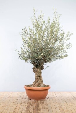 Olivenbaum / Olea Europaea Schale