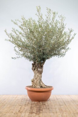 Olivier d'Europe Olea europaea Soucoupe 60-80 175-200 Pot