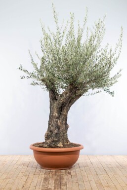 Olivier d'Europe Olea europaea Soucoupe 80-100 200-225 Pot