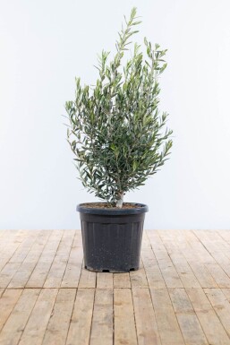 Olivenbaum Olea Europea Strauch 100-125 Topf