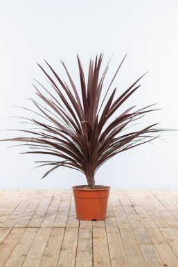 Cordyline australis 'Red Star' Syddracena buske 100-125 i kruka