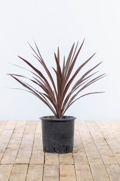 Cordyline australis 'Red Star'