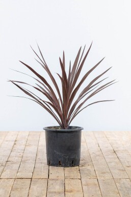 Cordyline australis 'Red Star' Syddracena buske 60-80 i kruka