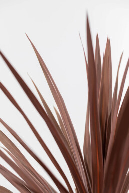 Cordyline australis 'Red Star' Syddracena buske 60-80 i kruka