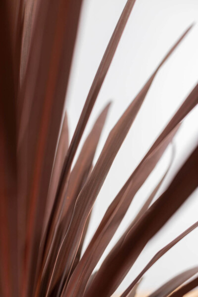 Cordyline australis 'Red Star'