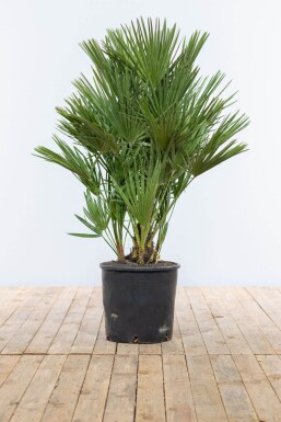 Europæisk dværgpalme Chamaerops humilis busk 100-125 potte