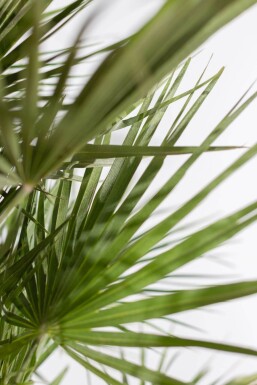 Europæisk dværgpalme Chamaerops humilis busk 100-125 potte