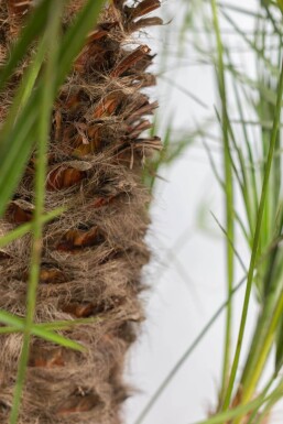 Chamaerops humilis Europeisk dvärgpalm buske 100-125 i kruka