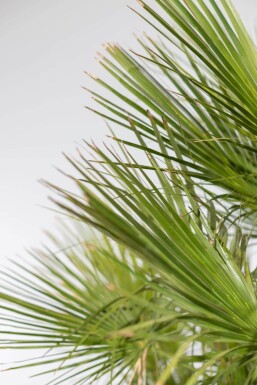 Europese Dwergpalm Chamaerops Humilis Struik 100-125 Pot