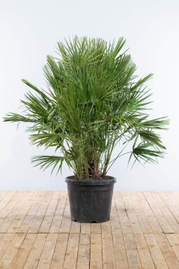 Zwergpalme Chamaerops Humilis Strauch 125-150 Topf