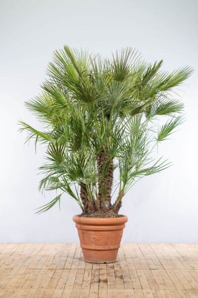 Europese Dwergpalm / Chamaerops Humilis struik