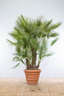 Europese Dwergpalm Chamaerops Humilis Struik 175-200 Pot