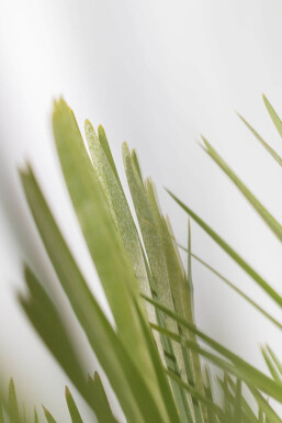 Chamaerops humilis Europeisk dvärgpalm buske 175-200 i kruka