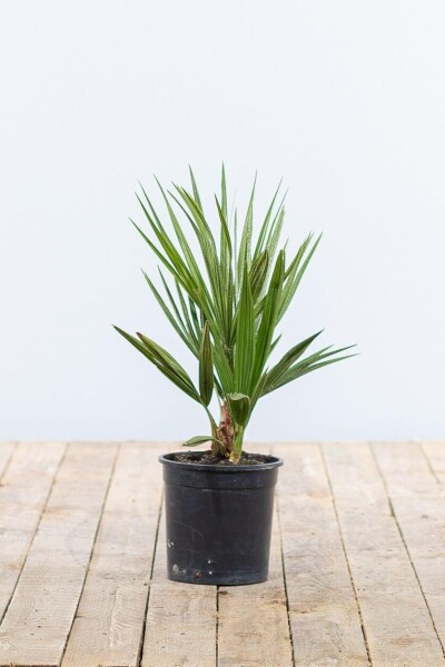 Palmier Nain / Chamaerops Humilis Arbuste