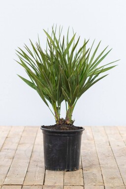 Chamaerops humilis Europeisk dvärgpalm buske 40-60 i kruka