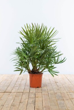 Chamaerops humilis Europeisk dvärgpalm buske 60-80 i kruka