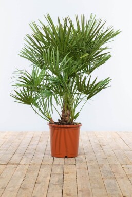 Chamaerops humilis Europeisk dvärgpalm buske 80-100 i kruka