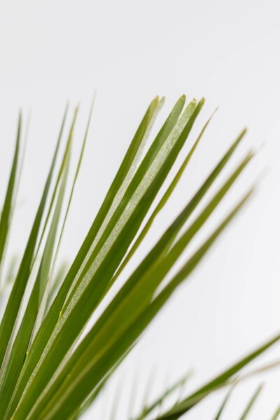 Palmier Nain / Chamaerops Humilis Arbuste