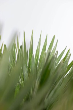 Chamaerops humilis 'Vulcano' Europeisk dvärgpalm buske 100-125 i kruka