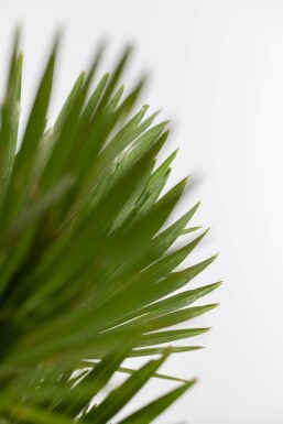 Chamaerops humilis 'Vulcano' Europeisk dvärgpalm buske 40-60 i kruka