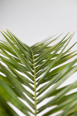 Phoenix canariensis Kanariepalm buske 100-125 i kruka