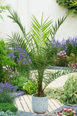 Phoenix canariensis Kanariepalm buske 125-150 i kruka