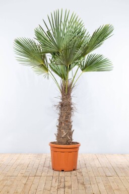 Chinese Waaierpalm Trachycarpus Fortunei Op stam Stamhoogte 100-120 Hoogte 225-250 Pot