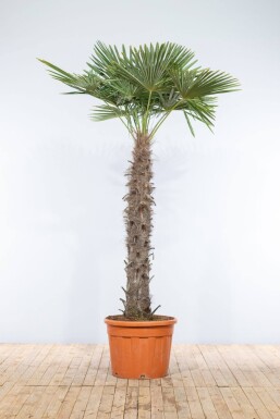 Chinese Waaierpalm Trachycarpus Fortunei Op stam Stamhoogte 120-140 Hoogte 225-250 Pot