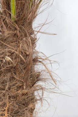 Chinesische Hanfpalme Trachycarpus Fortunei Auf Stamm 15-20 80-100 Topf