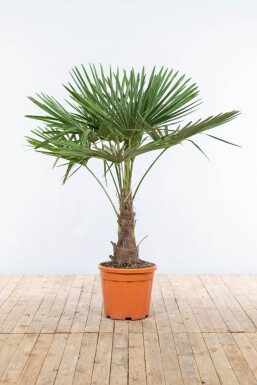 Hørpalme Trachycarpus fortunei med stamme 40-50 125-150 potte