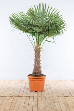 Trachycarpus fortunei Väderkvarnspalm på stam 60-80 175-200 i kruka