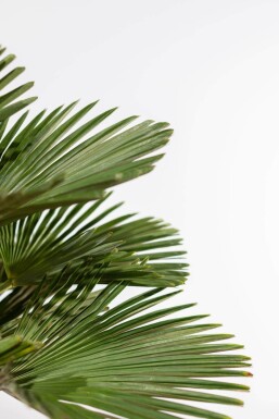 Wagners Hanfpalme Trachycarpus Wagnerianus Auf Stamm 15-20 80-100 Topf