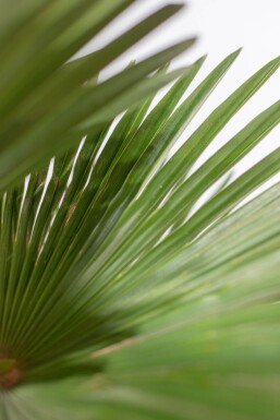 Wagners Hanfpalme Trachycarpus Wagnerianus Auf Stamm 15-20 80-100 Topf