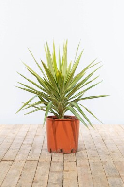 Yucca elephantipes 'Jewel'